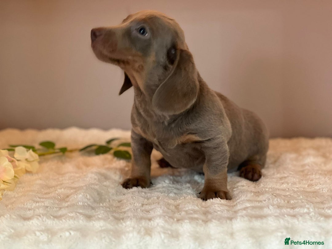 Miniature Dachshund dogs for sale: MINIATURE DACHSHUNDS  - Advert 9