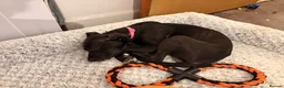 Mixed Breed dogs for sale: Lurcher puppy in Tamworth - Advert 2