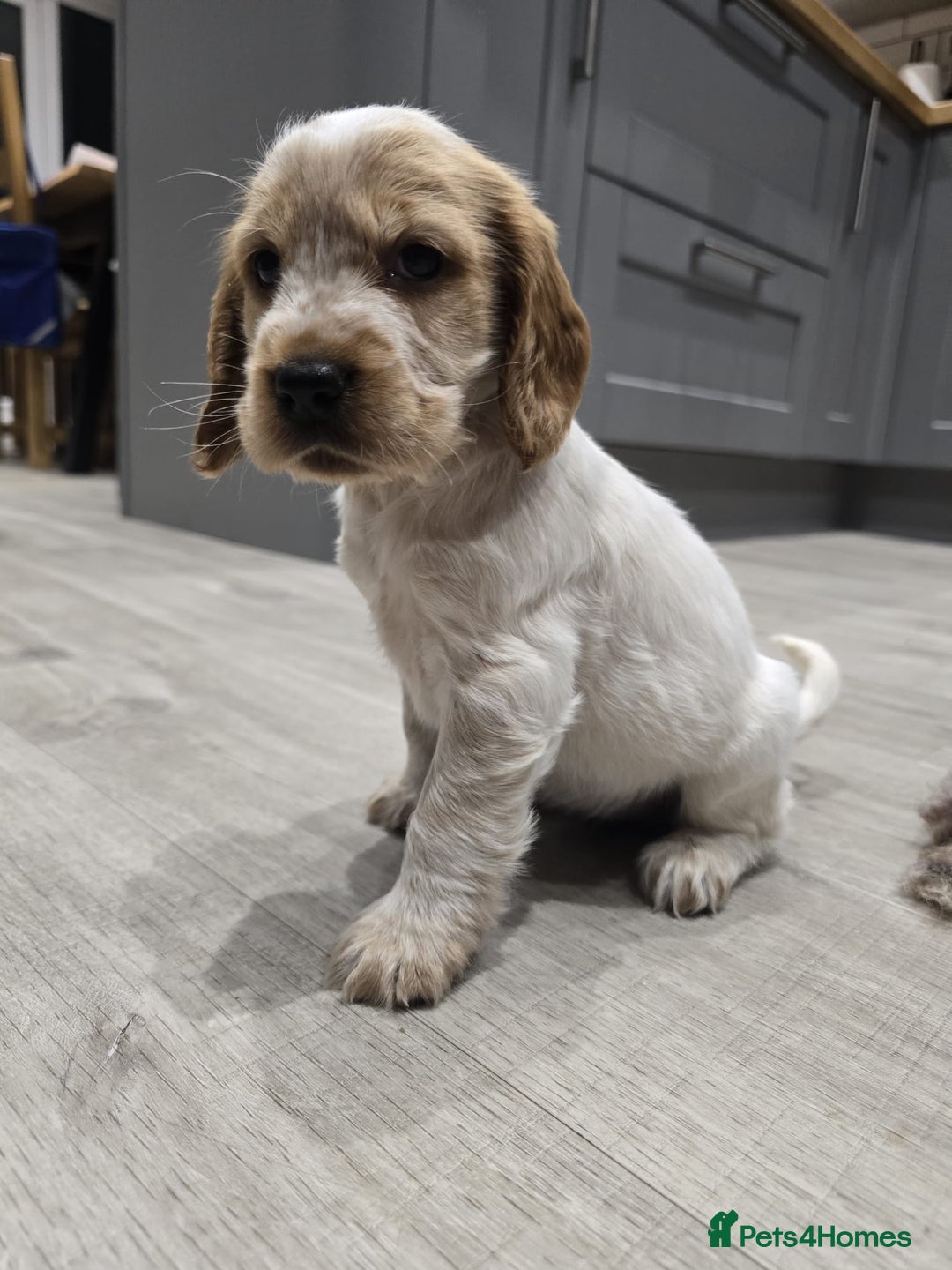 Cocker Spaniel dogs for sale: Show Cocker Spaniel  - Image 15