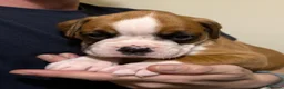 Boxer dogs for sale: Boxer puppys - Advert 19
