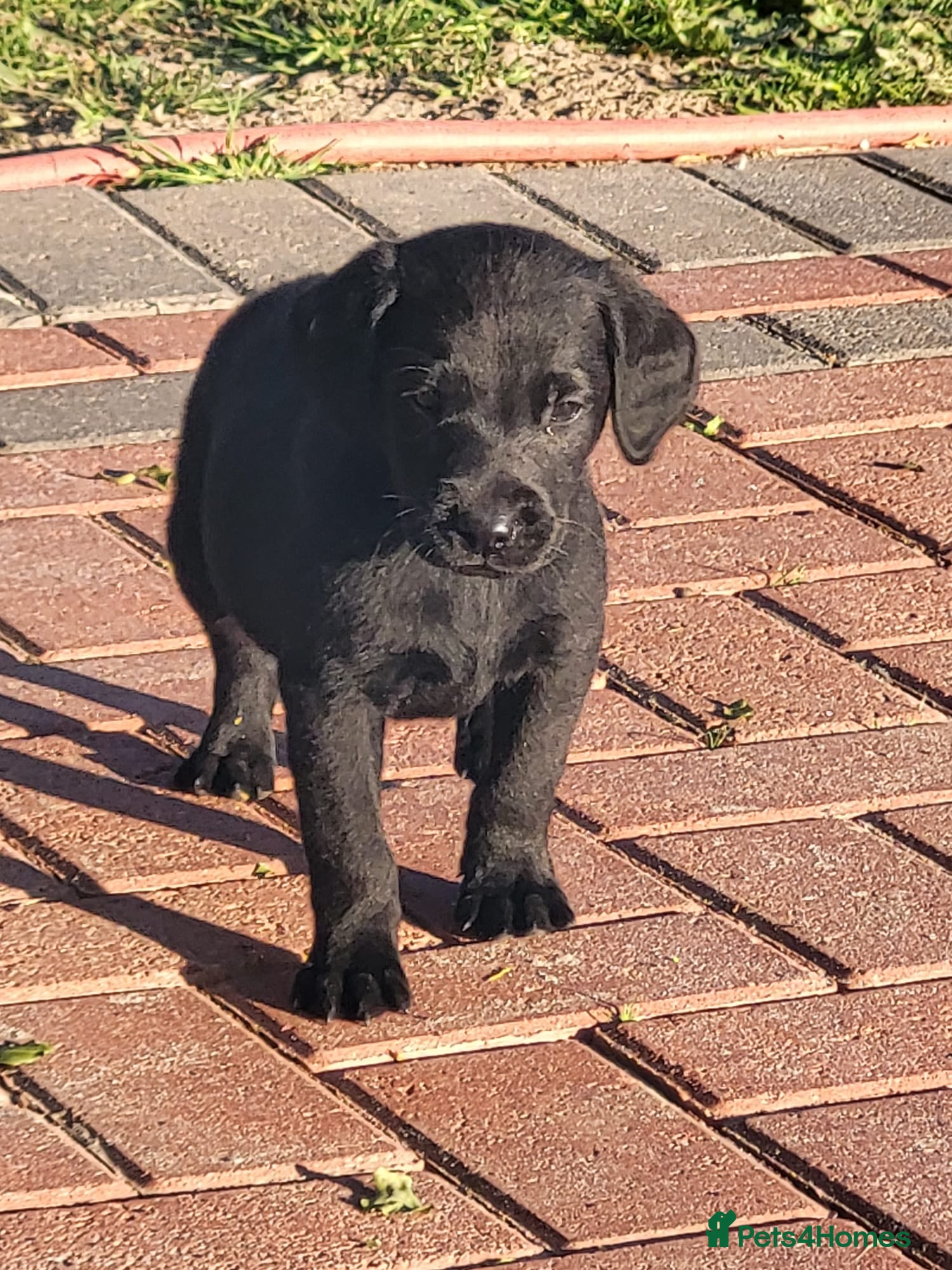 Labrador Retriever dogs Labrador puppies  - Advert 7