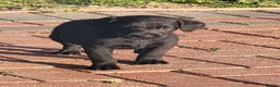 Labrador Retriever dogs for sale: Labrador puppies  - Advert 4
