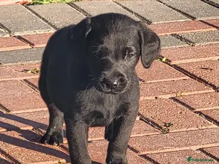 Labrador Retriever dogs Labrador puppies - Advert 7