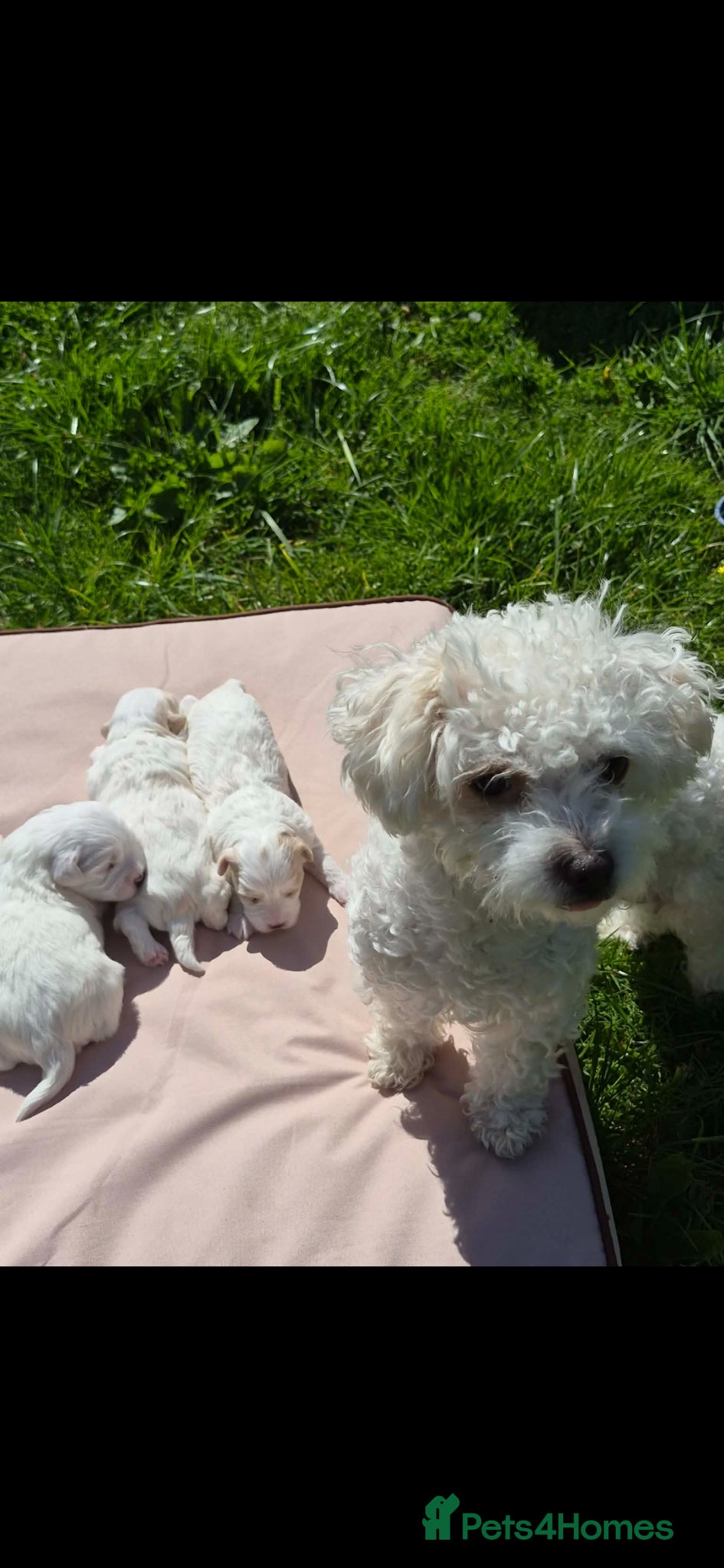 Bichon Frise dogs Mini bison  - Advert 1