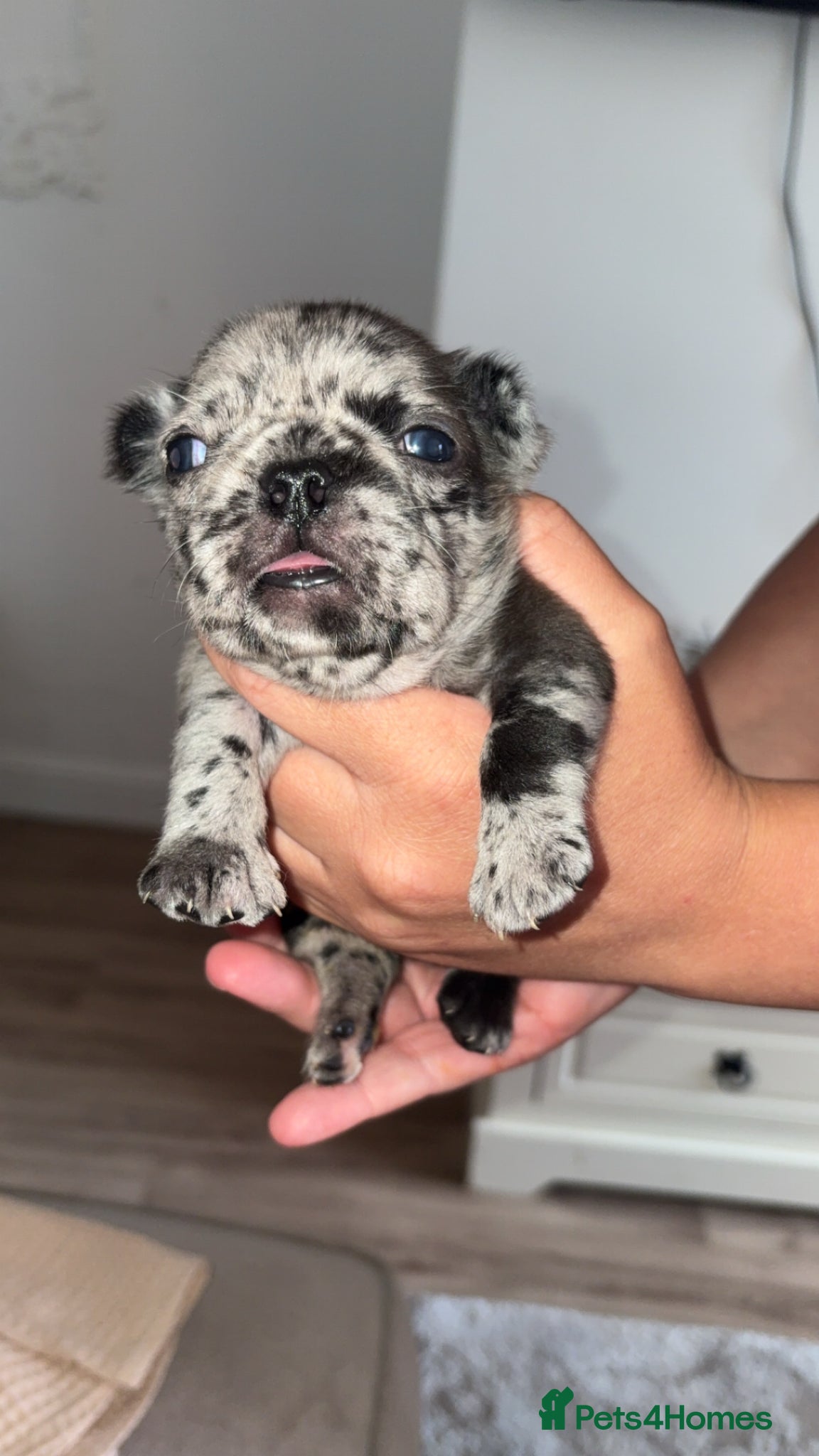 French Bulldog dogs for sale: Frenchie pups for sale! in Liverpool - Advert 6