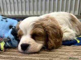 Cavalier King Charles Spaniel dogs Quality cavalier King Charles spaniel - Advert 18