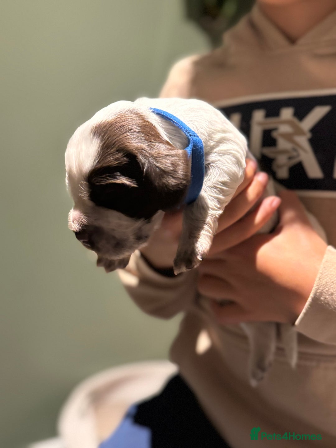 Cocker Spaniel dogs for sale: 8 beautiful show cocker puppies for sale - Advert 7