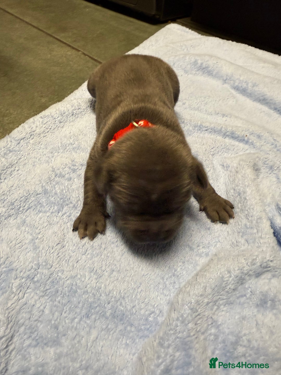 Staffordshire Bull Terrier dogs for sale: Blue Staffordshire bull terrier staffy  - Advert 23