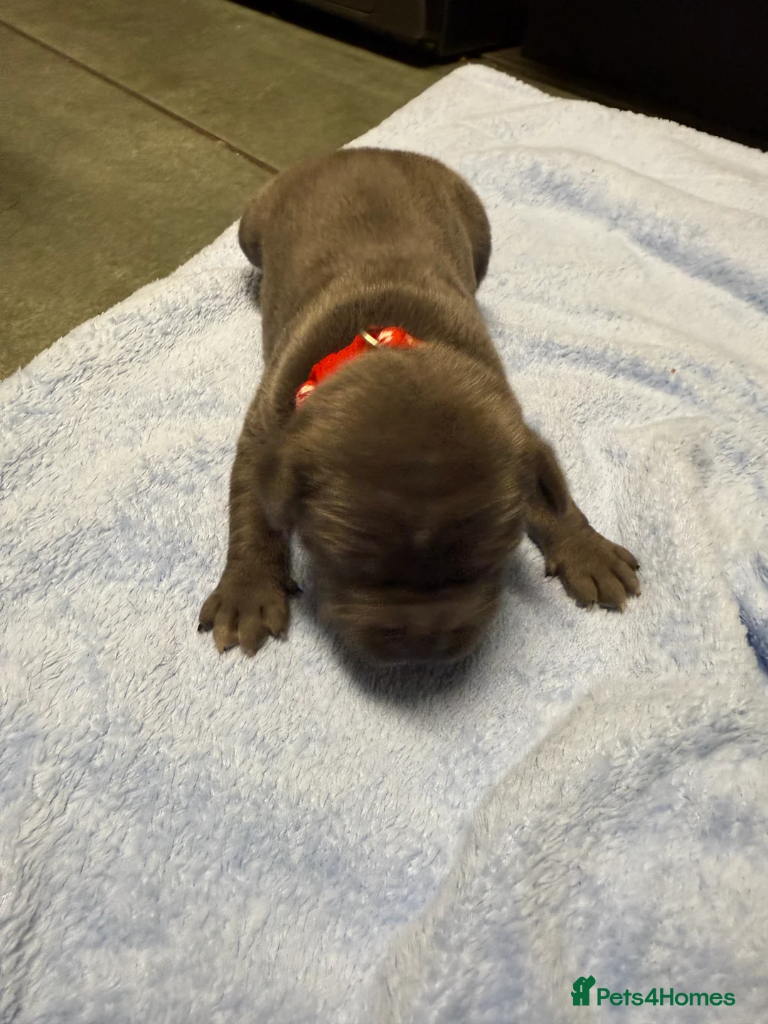 Staffordshire Bull Terrier dogs for sale: 1 female  Blue Staffordshire bull terrier staffy - Advert 28