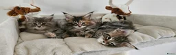 Maine Coon cats for sale: Adorable Main coon kittens - Advert 22