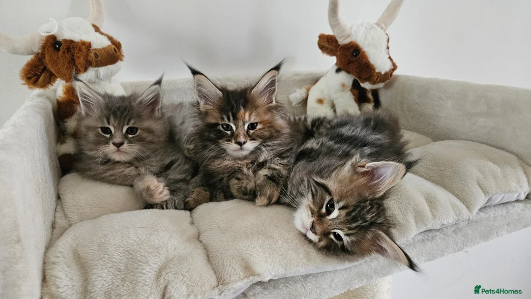 Maine Coon cats for sale: Adorable Main coon kittens - Advert 22