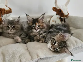 Maine Coon cats Adorable Main coon kittens - Advert 6
