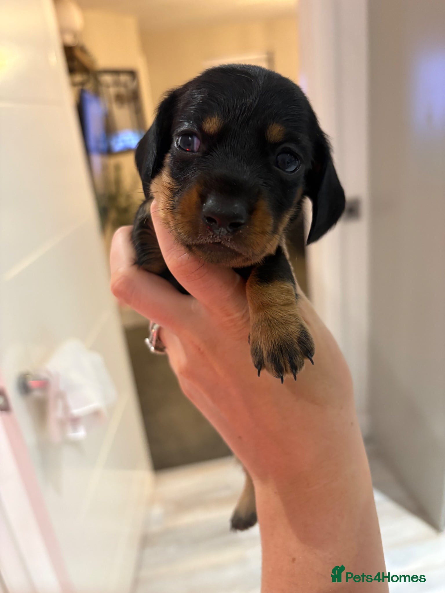 Miniature Dachshund dogs Miniature dachshund puppies  - Advert 15