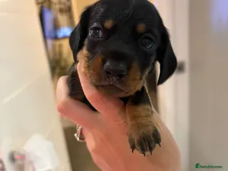 Miniature Dachshund dogs Miniature dachshund puppies - Advert 15