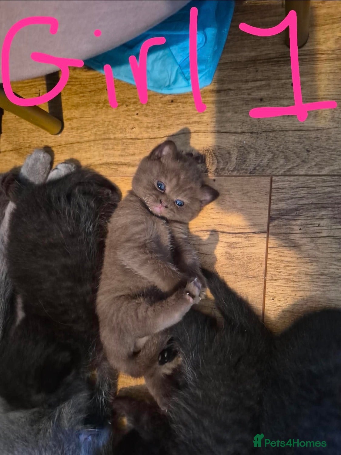 British Shorthair cats 4 British shorthair kittens  - Advert 1