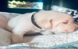 Labrador Retriever dogs for sale: EXCELLENT &UNIQUE LAB PUPPIES AV 12 NOV £1450 - Image 27