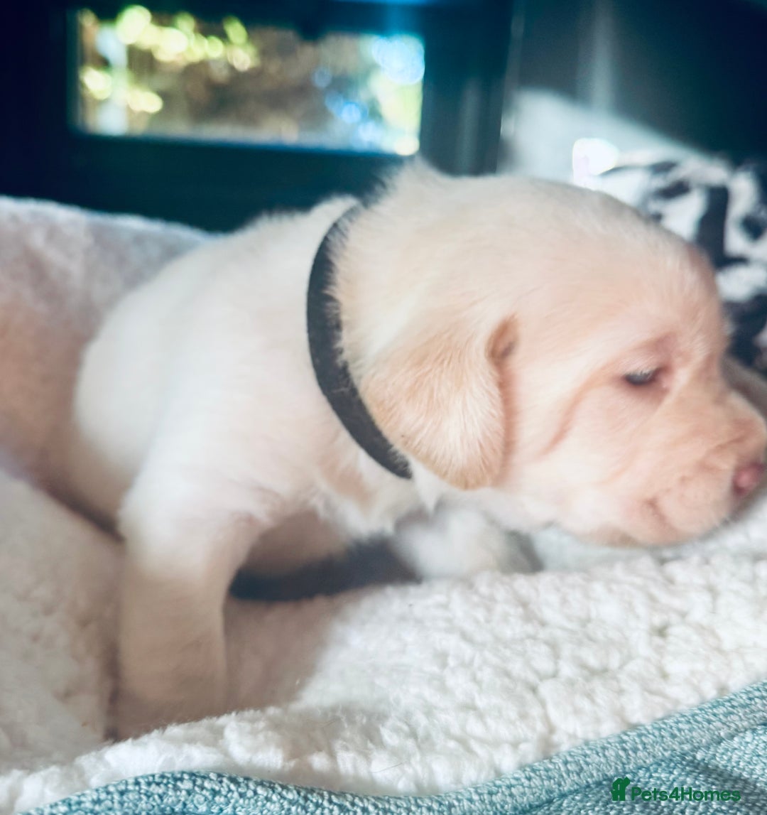 Labrador Retriever dogs for sale: EXCELLENT &UNIQUE LAB PUPPIES AV 12 NOV £1450 - Image 27