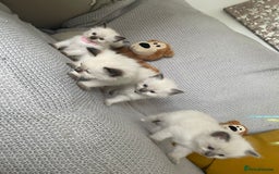 Ragdoll cats for sale: GCCF Ragdoll Kittens - Image 4