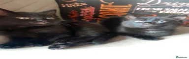 British Shorthair Kitten 3