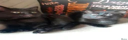 British Shorthair cats for sale: Beautiful kitty's for sale - Advert 1