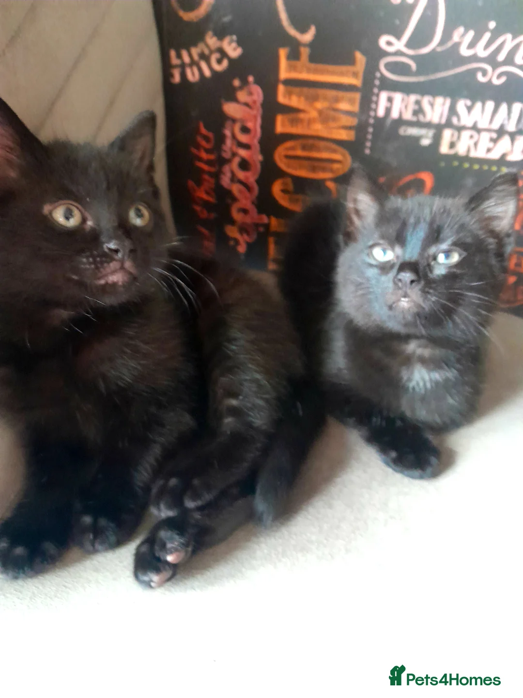 British Shorthair cats for sale: Beautiful kitty's for sale - Advert 1