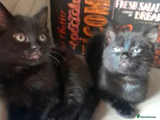 British Shorthair cats Beautiful kitty's for sale - Advert 19