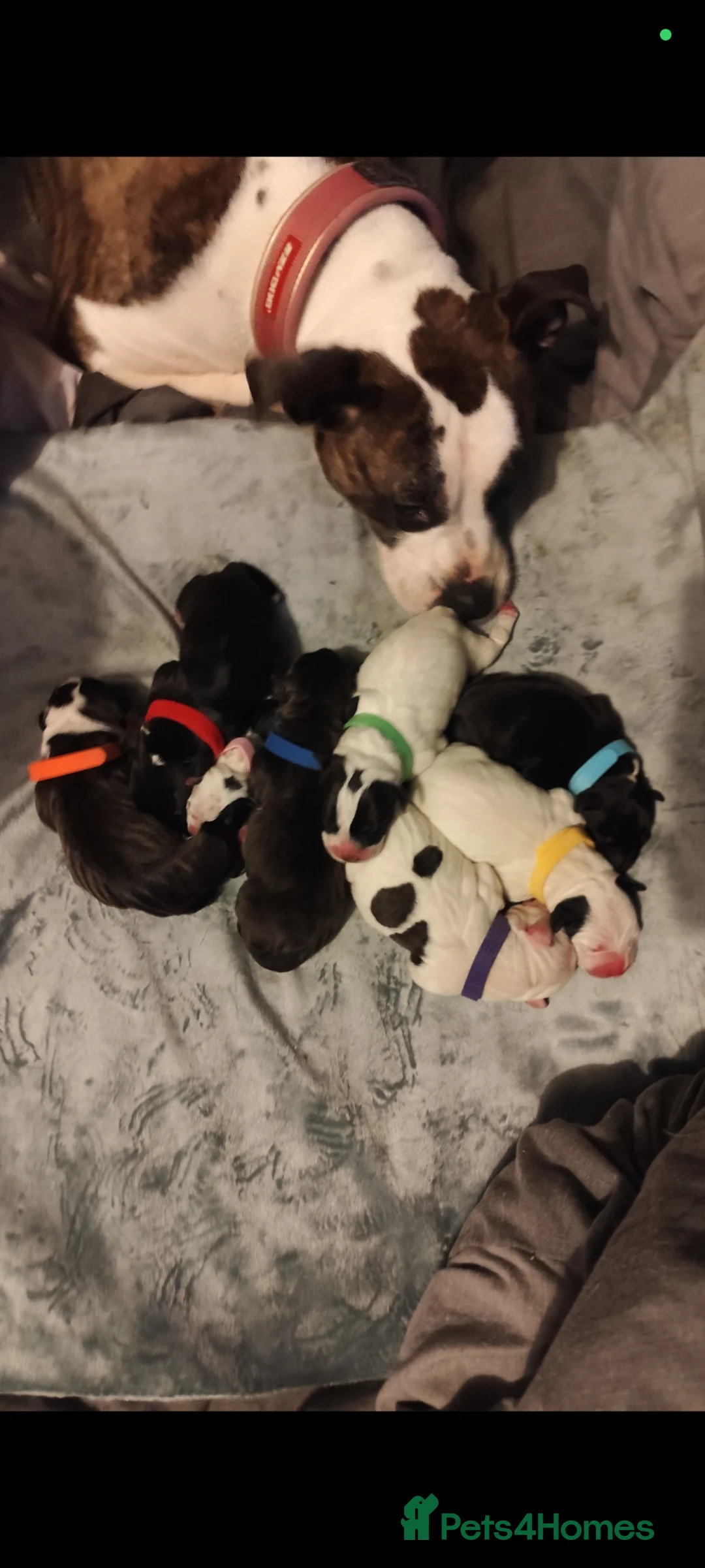 Mixed Breed dogs for sale: Beautiful Litter of Staffy puppies - Advert 2