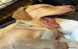 Labrador Retriever dogs for sale: Pinky Nose/olive eyes Very Unique Yellow puppy  - Image 29