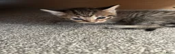 Maine Coon cats for sale:  Maine coone kittens (reduced) - Advert 40