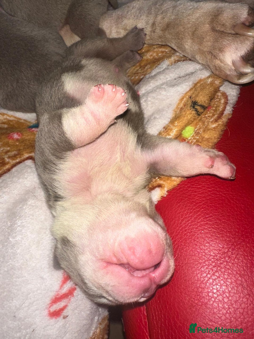 English Bulldog dogs for sale: 3 beautiful English bull dogs - Advert 6