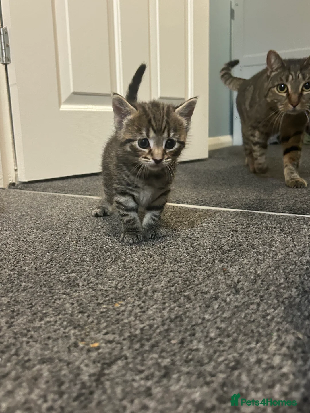 Mixed Breed cats for sale: Beautiful kittens  - Advert 11