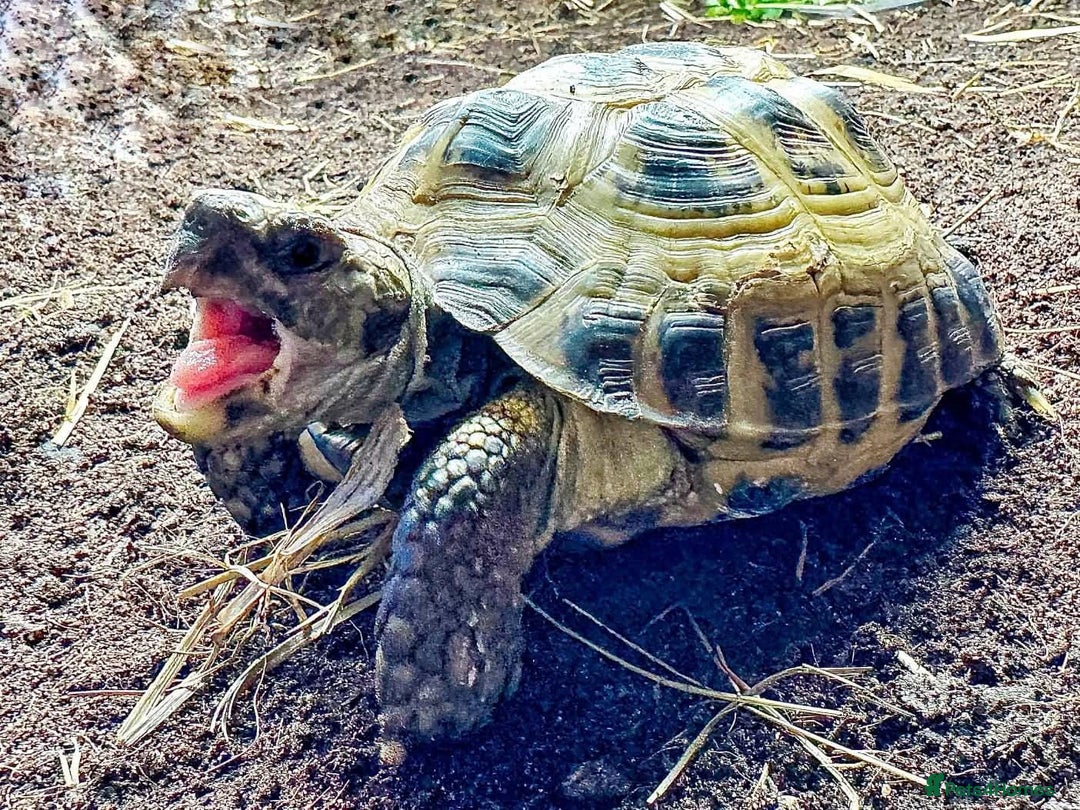 Tortoise reptiles for sale: Horsefield Tortoise - Advert 3