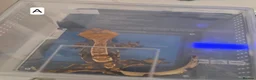 Gecko reptiles for sale: Juvenile Crested Geckos in Runcorn - Advert 5