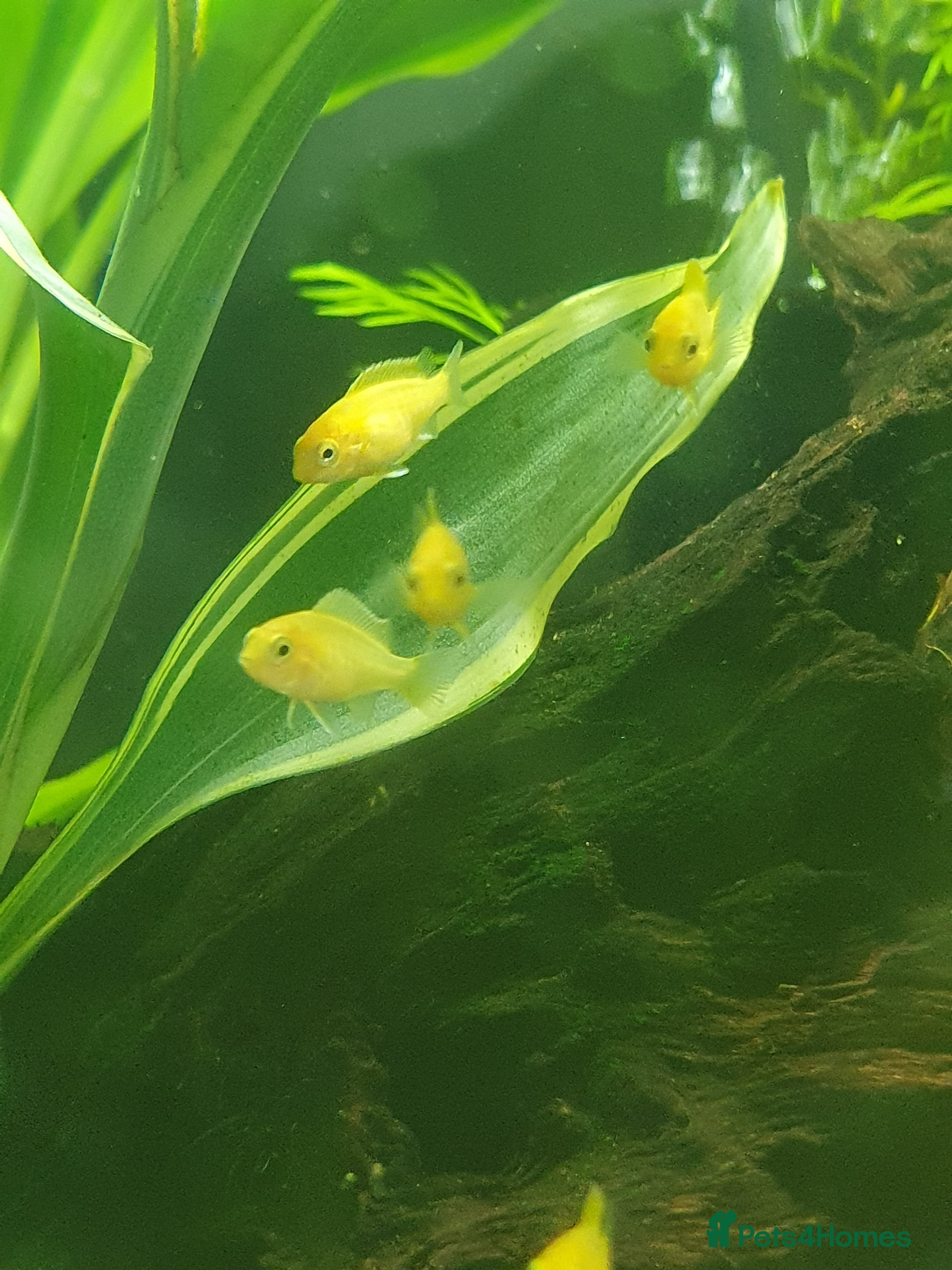 Cichlids fish Yellow lab cichlids  - Advert 1