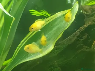 Cichlids fish Yellow lab cichlids - Advert 19