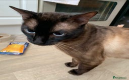 Bengal cats for sale: 2 year old cat - Image 1