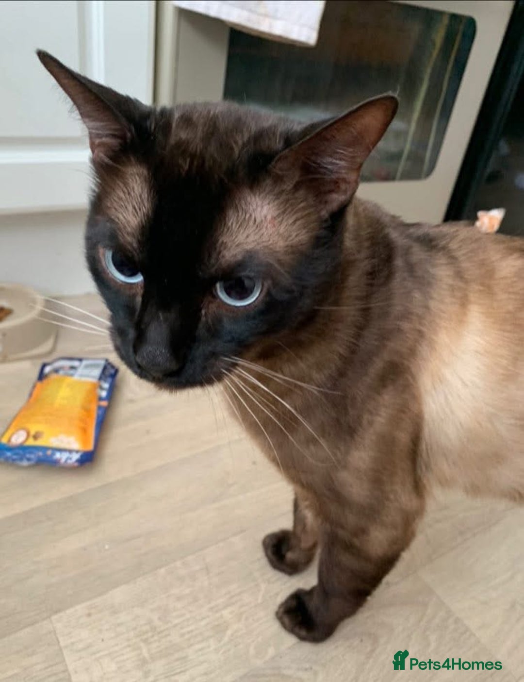 Bengal cats for sale: 2 year old cat - Image 1