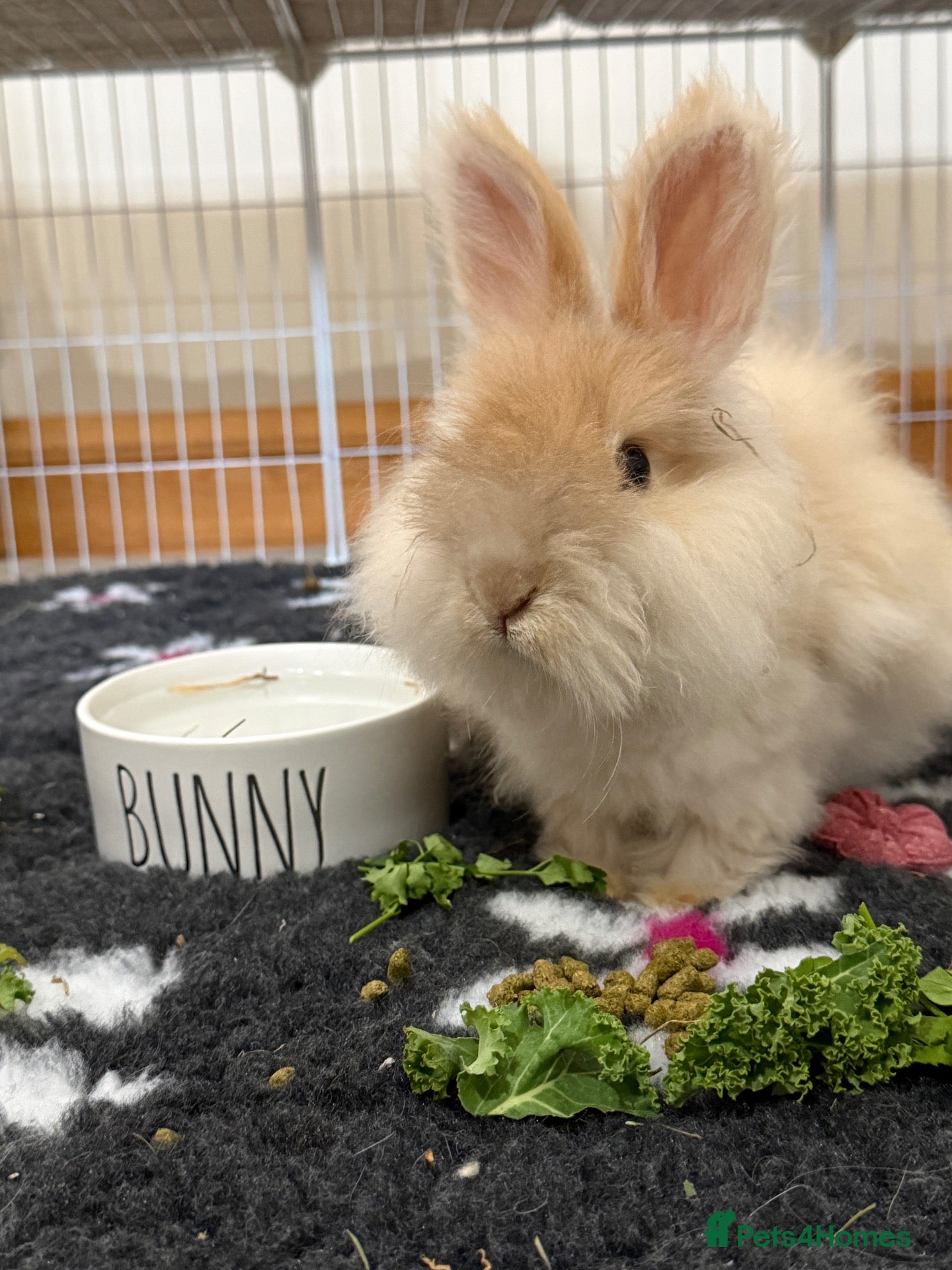 Angora rabbits Full Angora Rabbit - Advert 2