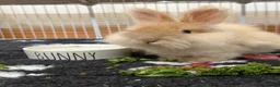Angora rabbits for sale: Full Angora Rabbit - Advert 2