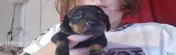 Jackshund dogs for sale: Jackshund puppies in Wellington - Advert 4