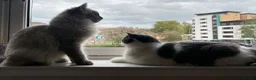 Mixed Breed cats for sale: Two bonded and affectionate 8 month old cats - Advert 4