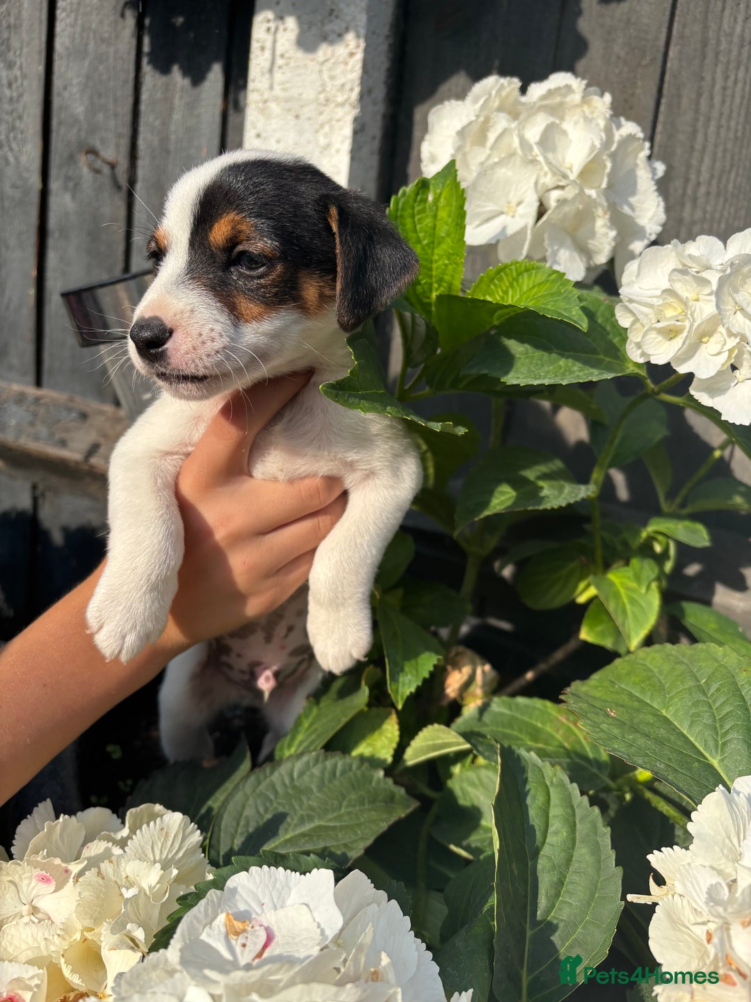 Jack Russell dogs for sale: 1 beautiful Jack Russell boy pup left   - Image 6