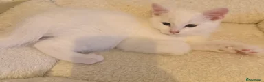 Turkish Van 1