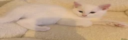 Turkish Van cats for sale: Beautiful Turkish van kittens - Advert 3