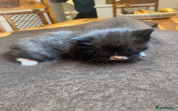 Mixed Breed cats for sale: Beautiful Sweet Kittens - Advert 8