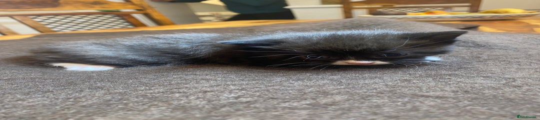 Mixed Breed Kitten 3