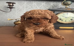 Toy Poodle dogs for sale: Red Toy poodle  - Image 2