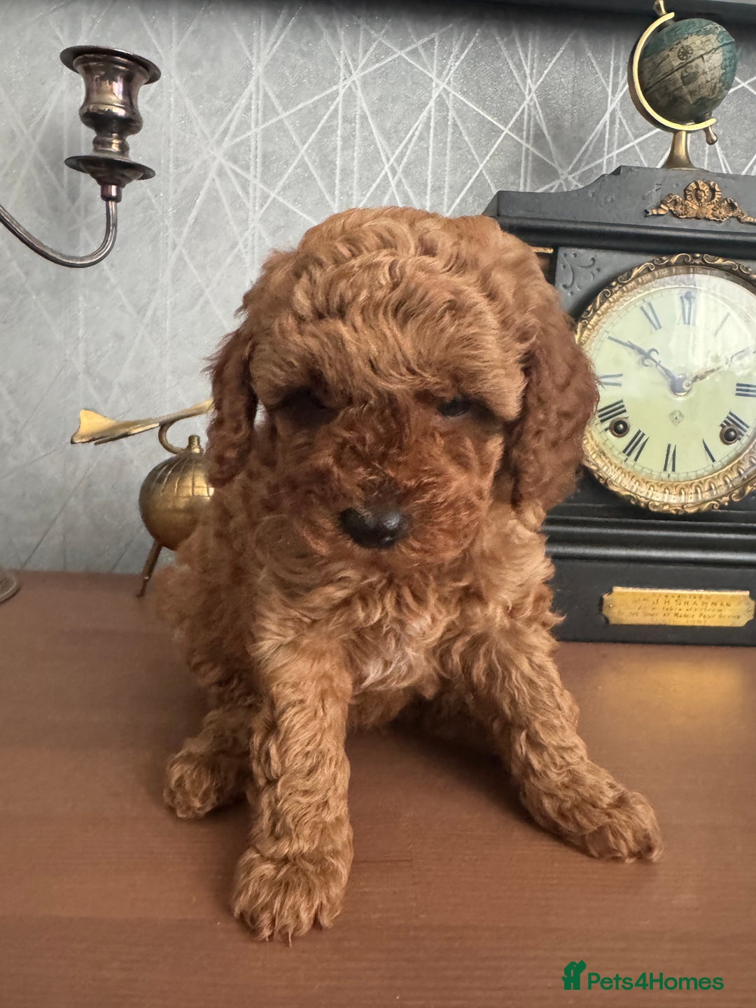 Toy Poodle dogs for sale: Red Toy poodle  - Image 2