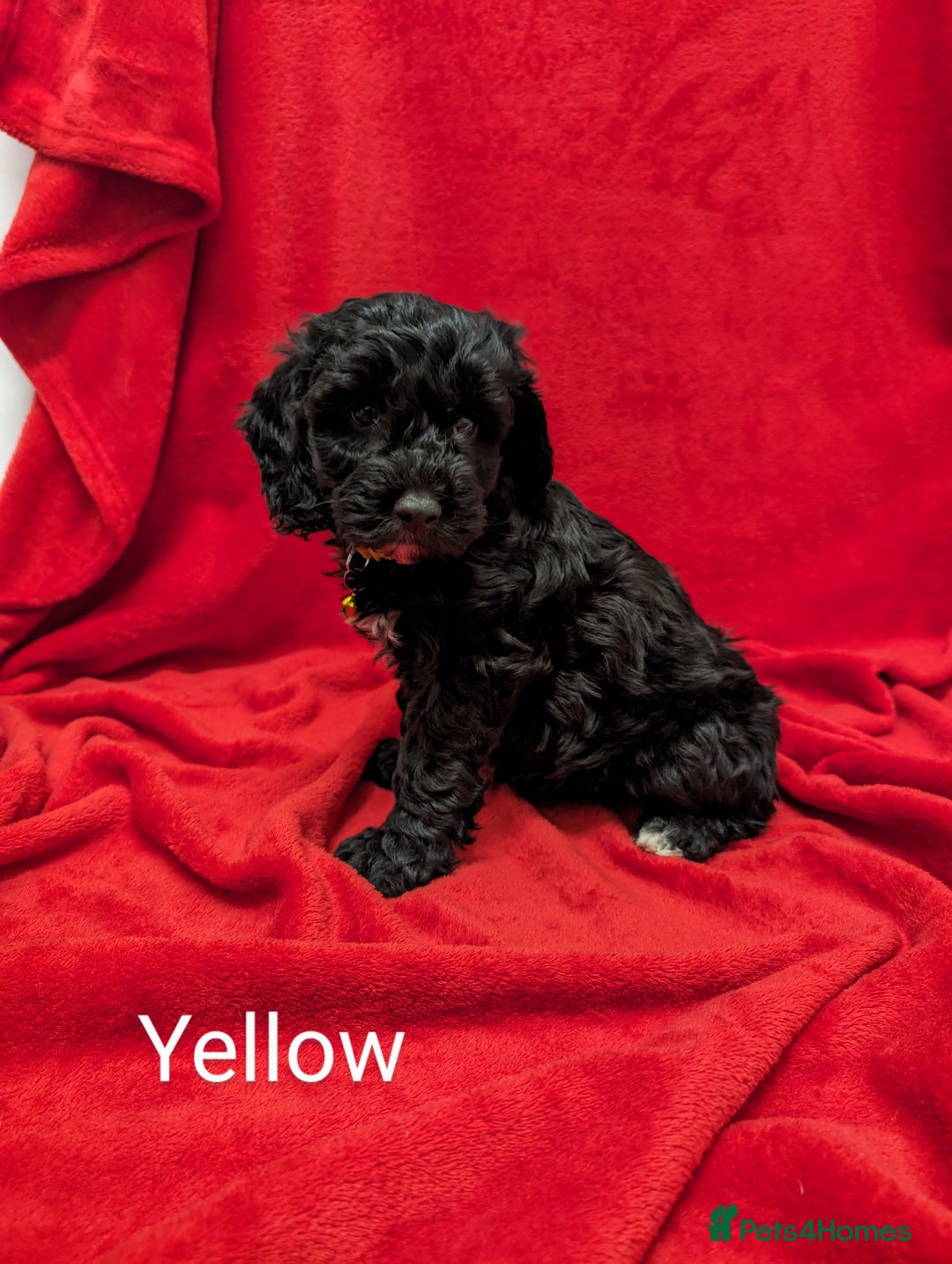 Sproodle dogs for sale: Beautiful F1b Sproodle Pups, 4 Boys & 4 Girls - Image 9