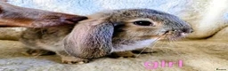 Mixed Breed rabbits for sale: French lop x mini lop - Advert 4